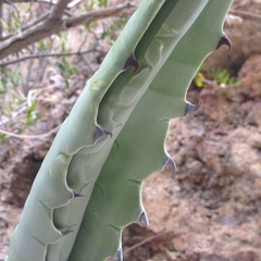 Agave colorata
