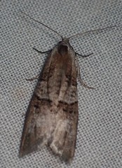 Decodes macdunnoughi