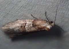 Decodes macdunnoughi