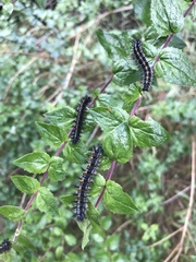 Euphydryas chalcedona
