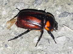 Pucaya pulchra