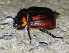 Pucaya pulchra