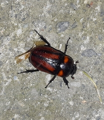 Pucaya pulchra