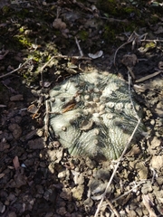 Astrophytum asterias
