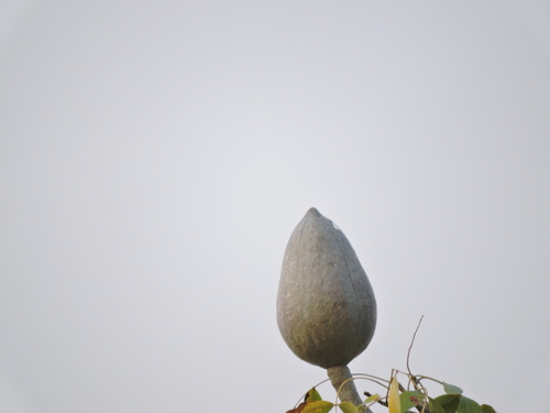 Caoba (Swietenia humilis)