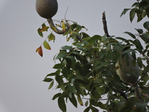 Caoba (Swietenia humilis)
