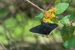 Phocides polybius phanias