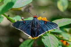 Phocides polybius phanias
