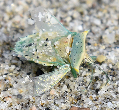 Arvelius albopunctatus