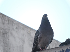 Columba livia