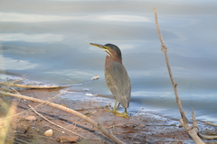 Butorides virescens