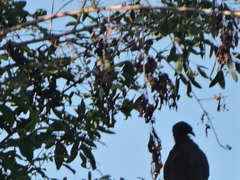 Ortalis poliocephala