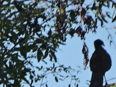 Ortalis poliocephala