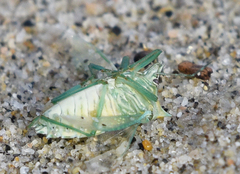 Arvelius albopunctatus