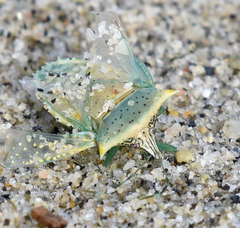 Arvelius albopunctatus