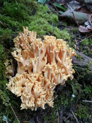 Ramaria cyaneigranosa