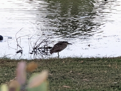 Nycticorax caledonicus