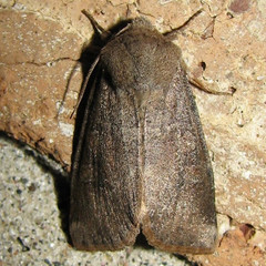 Crocigrapha