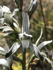 Chloraea multiflora
