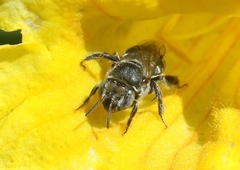 Ancyloscelis apiformis