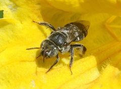 Ancyloscelis apiformis