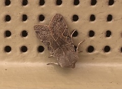 Orthosia behrensiana