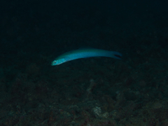 Ptereleotris heteroptera