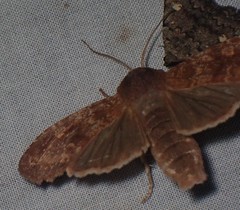 Lithophane semiusta