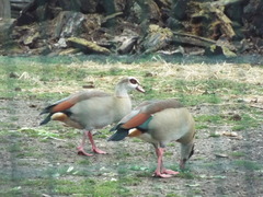 Alopochen aegyptiaca