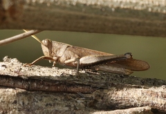 Schistocerca impleta