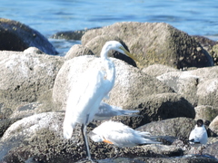 Ardea alba