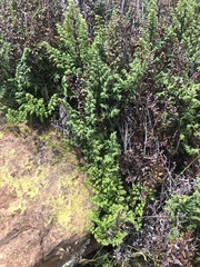 Cheilanthes quadripinnata