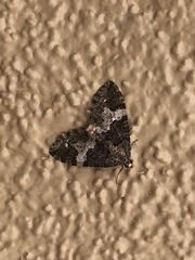 Hydriomena albifasciata