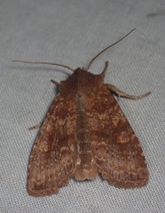Lithophane semiusta