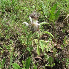 Monarda clinopodioides