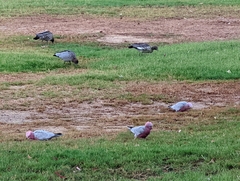 Eolophus roseicapilla