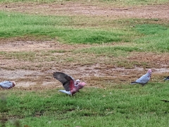 Eolophus roseicapilla