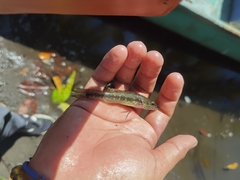 Gobiomorus maculatus