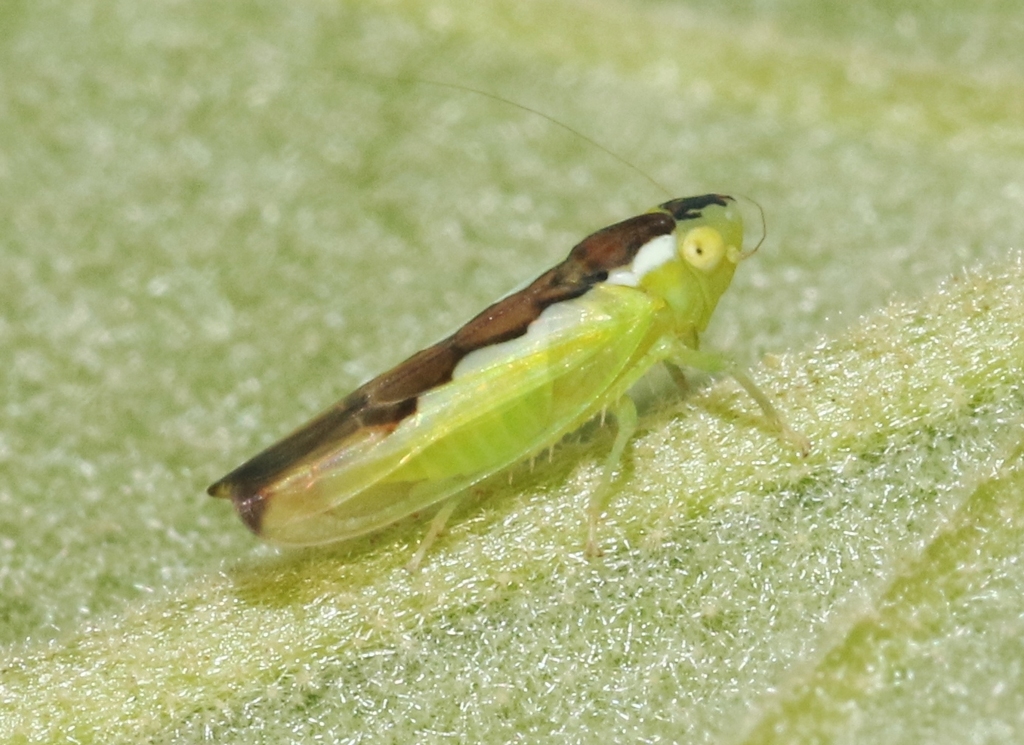 Neocoelidia beameri
