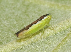 Neocoelidia beameri