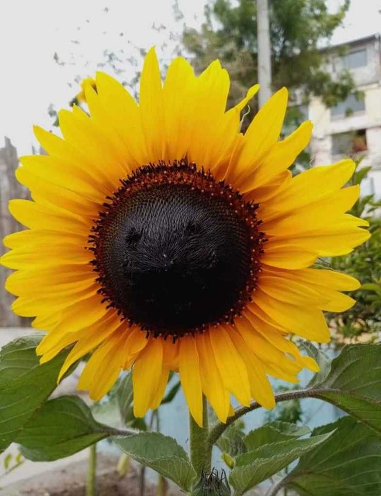 Common Sunflower from Piñas, Ecuador on January 16, 2022 at 0100 PM by