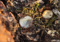 Trichophaeopsis bicuspis