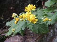 Chrysanthemum lavandulifolium