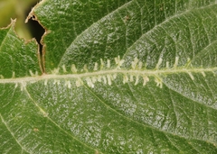 photo of Ophiomyia mine in a Lantana leaf