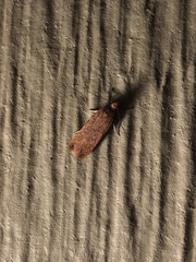 Platyedra subcinerea