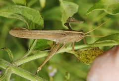 Schistocerca impleta