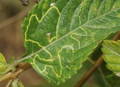 photo of Ophiomyia mine in a Lantana leaf