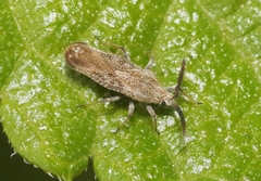 Teleonemia scrupulosa