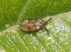 Teleonemia scrupulosa