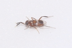 Homalotylus